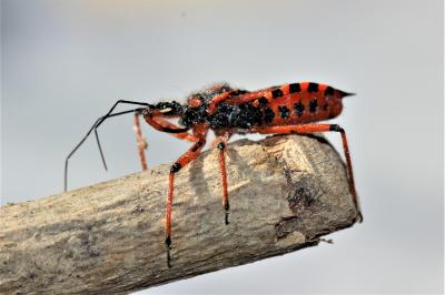  Rhynocoris iracundus (Poda, 1761)