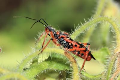  Rhynocoris iracundus (Poda, 1761)