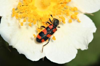 Clairon à épaulettes Trichodes leucopsideus (Olivier, 1795)