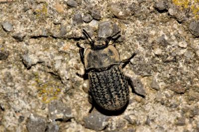 Opâtre des sables Opatrum sabulosum (Linnaeus, 1758)