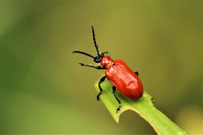Criocère du Lys Lilioceris lilii (Scopoli, 1763)