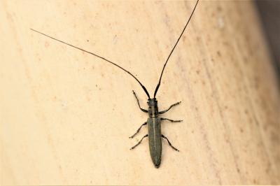  Calamobius filum (Rossi, 1790)