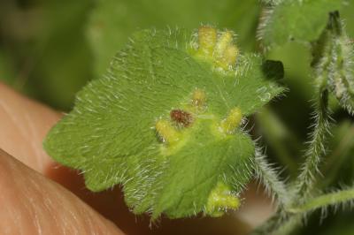  Rondaniola bursaria (Bremi, 1847)