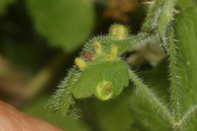  Rondaniola bursaria (Bremi, 1847)