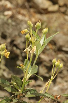 Ciste à feuilles de laurier Cistus laurifolius L., 1753