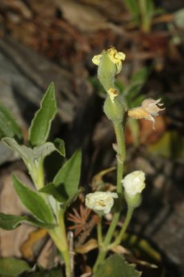 Ciste à feuilles de laurier Cistus laurifolius L., 1753