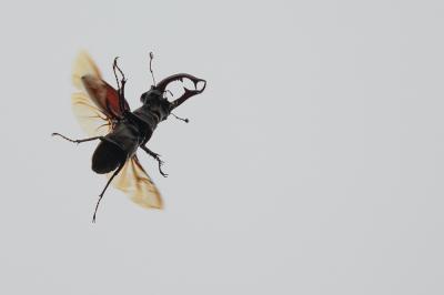 Cerf-volant (mâle), Biche (femelle), Lucane Lucanus cervus (Linnaeus, 1758)