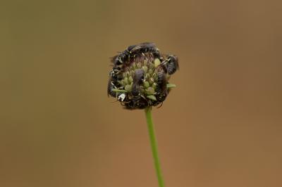  Hylaeus variegatus (Fabricius, 1798)