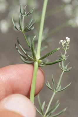 Gaillet cendré Galium cinereum All., 1773