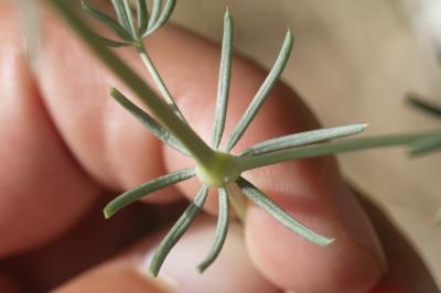 Gaillet cendré Galium cinereum All., 1773