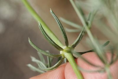 Gaillet cendré Galium cinereum All., 1773