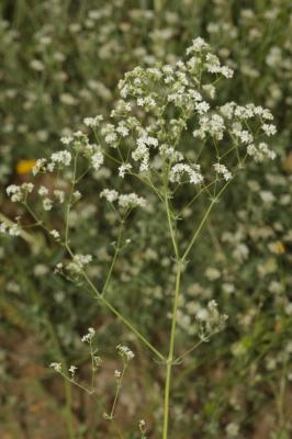 Gaillet cendré Galium cinereum All., 1773