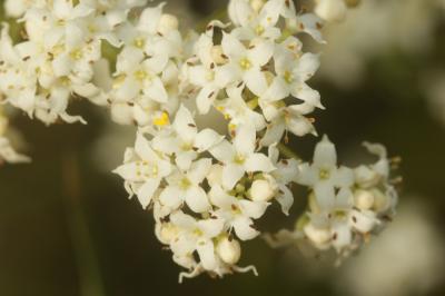Gaillet cendré Galium cinereum All., 1773