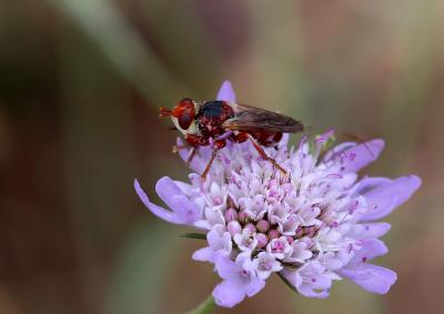  Myopa dorsalis Fabricius, 1794