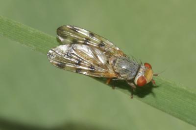  Melieria omissa (Meigen, 1826)