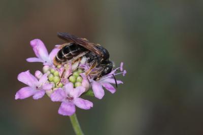 Andrène de la scabieuse Andrena hattorfiana (Fabricius, 1775)