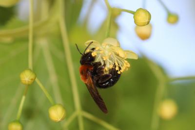  Andrena thoracica (Fabricius, 1775)