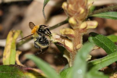 Bourdon des champs Bombus pascuorum (Scopoli, 1763)