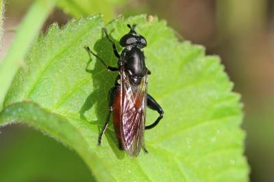  Chalcosyrphus piger (Fabricius, 1794)