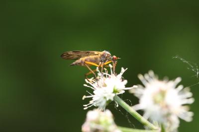  Empis confusa Loew, 1865