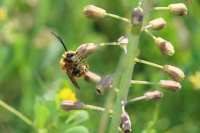 Eucère dorée Eucera chrysopyga Pérez, 1879
