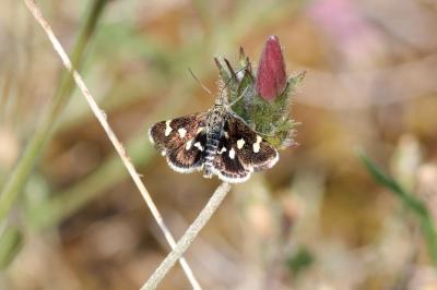  Eurrhypis pollinalis (Denis & Schiffermüller, 1775)