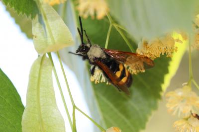  Megascolia maculata flavifrons (Fabricius, 1775)