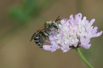 Eucère striée Tetraloniella strigata (Lepeletier, 1841)