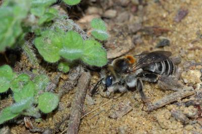 Eucère striée Tetraloniella strigata (Lepeletier, 1841)