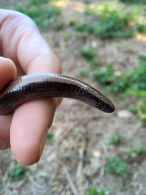 Orvet fragile Anguis fragilis Linnaeus, 1758