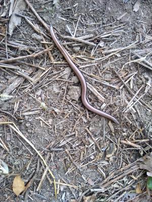 Orvet fragile Anguis fragilis Linnaeus, 1758
