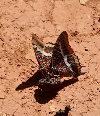 Nymphale de l'Arbousier (La), Jason (Le), Pacha à  Charaxes jasius (Linnaeus, 1767)