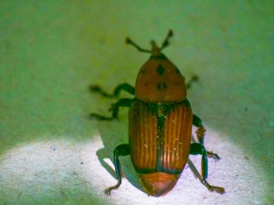  Rhynchophorus ferrugineus (Olivier, 1791)