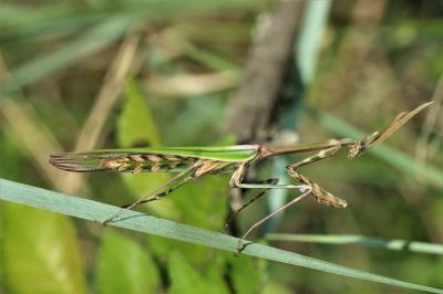Empuse commune, Diablotin Empusa pennata (Thunberg, 1815)