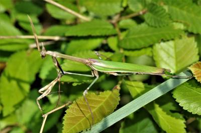 Empuse commune, Diablotin Empusa pennata (Thunberg, 1815)