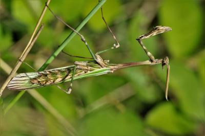 Empuse commune, Diablotin Empusa pennata (Thunberg, 1815)