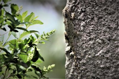 Tarente de Maurétanie Tarentola mauritanica (Linnaeus, 1758)