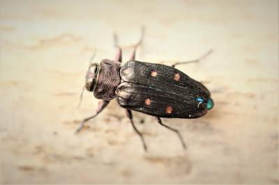 Chrysobothre ressemblant Chrysobothris affinis (Fabricius, 1794)