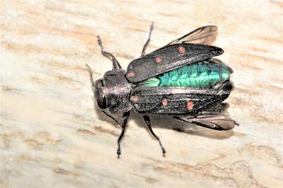 Chrysobothre ressemblant Chrysobothris affinis (Fabricius, 1794)