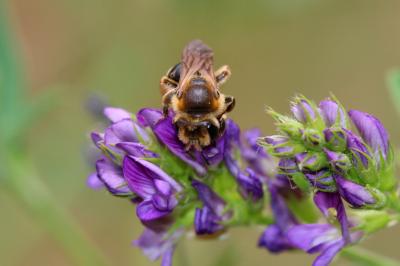  Andrena Fabricius, 1775