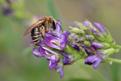  Andrena Fabricius, 1775