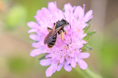 Andrène de la scabieuse Andrena hattorfiana (Fabricius, 1775)