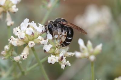  Andrena ovatula (Kirby, 1802)