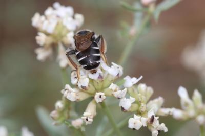  Andrena ovatula (Kirby, 1802)