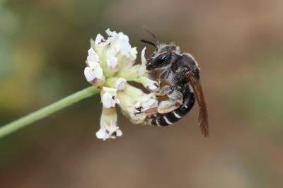  Andrena ovatula (Kirby, 1802)
