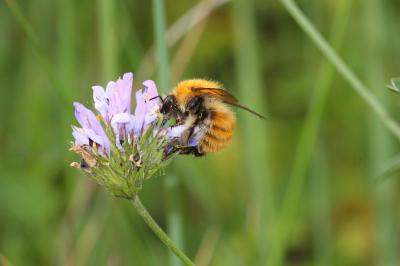 Bourdon des champs Bombus pascuorum (Scopoli, 1763)