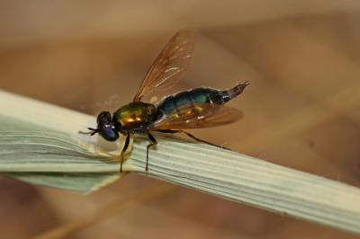  Chloromyia formosa (Scopoli, 1763)