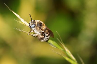 Eucère striée Tetraloniella strigata (Lepeletier, 1841)