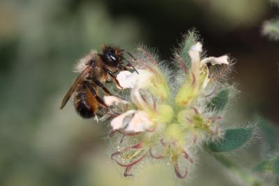 Osmie rousse Osmia bicornis (Linnaeus, 1758)