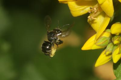  Macropis europaea Warncke, 1973